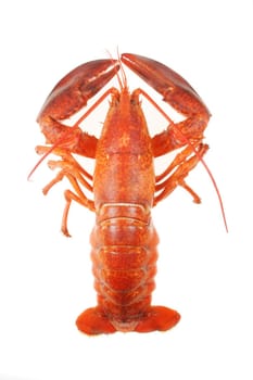 A large red lobster over white background