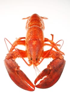 A large red lobster over white background