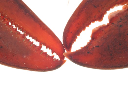 A large red lobster over white background