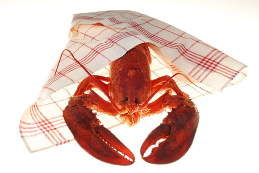 A large red lobster over white background