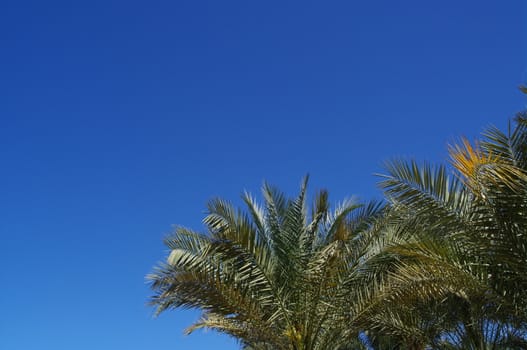 palm tree against blue sky on a sunny day