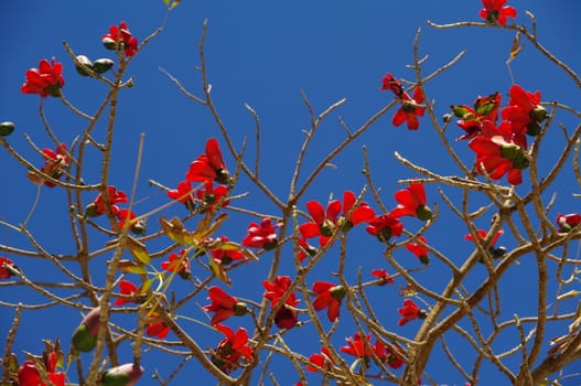 Bougainvillea is a genus of flowering plants.....