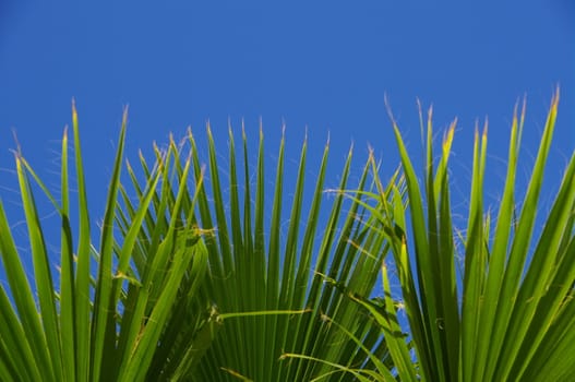 palm tree against blue sky on a sunny day