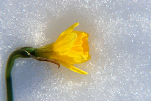 close-up of a yellow flower on ice