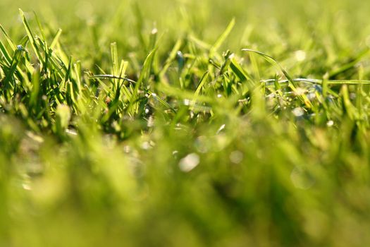 close-up of grass..fresh green grass spring outside