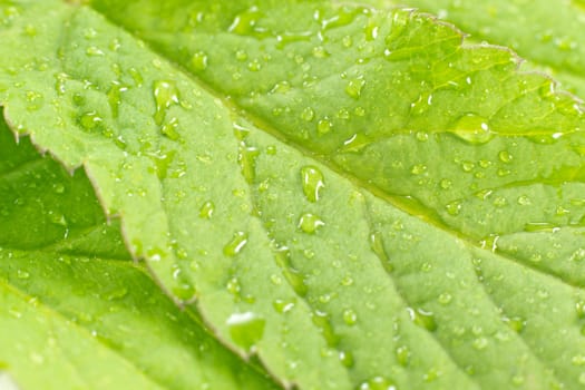 A closeup picture of a green leaf with rain drops