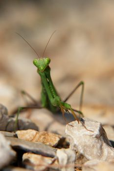 close-up of a praying mantis.