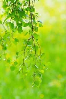 green leaves foliage at springtime outside in the nature