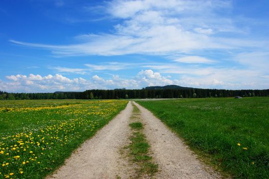 a path through a summer landscape outside