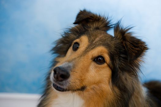 Image of a beautiful Sheltie on bluosh background