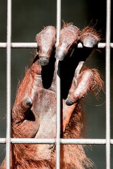 Orangutan hand on steel bars of zoo cage.