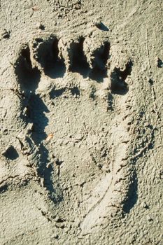 Hind foot print of grizzly bear in soft muddy ground.