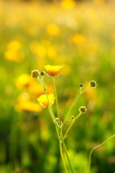 beautiful spring flowers on a sunny day