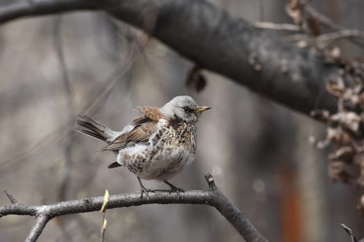  Fieldfare, (Turdus pilaris) is sitting on a branch