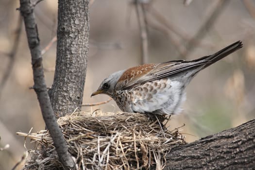  Fieldfare, (Turdus pilaris)  near his nest