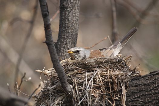  Fieldfare, (Turdus pilaris)  incubates eggs in her nest