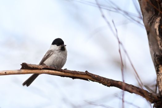 Willow Tit (Parus montanus) sits on a branch with a kernel in a beak