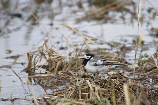 The wagtail sits on coast of the river