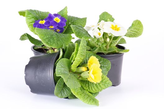 Multi-colored Primeroses in black flower pots isolated on white background