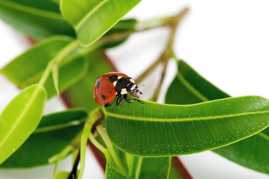 Ladybug in green leaves close up on white background