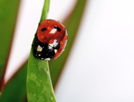 Ladybug in green-red leaves close up 