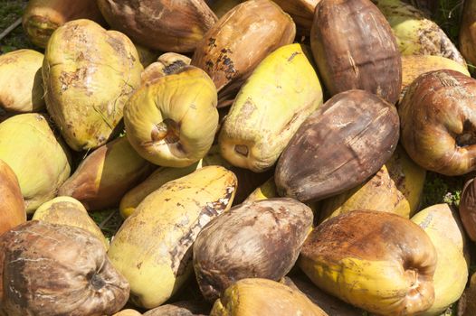 stockpiled coconut palm fruits, cocos nucifera 