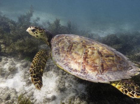 hawksbill sea turtle Eretmochelys imbricata ascending from sandy sea bottom