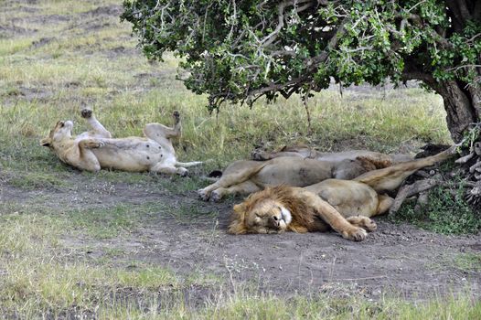 African lions resting in shadow after successful hunting, Masai Mara National reserve, kenya, Africa