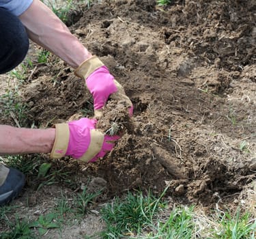 Female gardener wearing pink breast awareness gloves as she clears the soil to plant a tree.