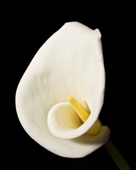 Cala Lily Bloom Isolated on Black Background