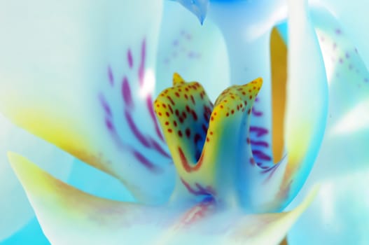Close-up of a white and blue orchid