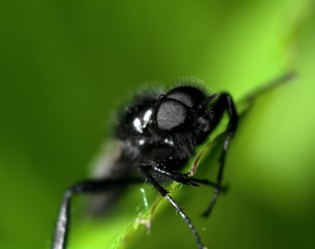 Black insect sitting on a leaf a spring day