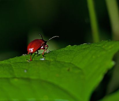 Red insect sitting on a leaf a spring day