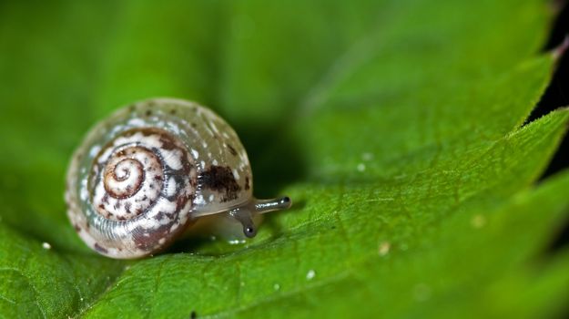 Snail on a leaf a spring day close to Castelvetro