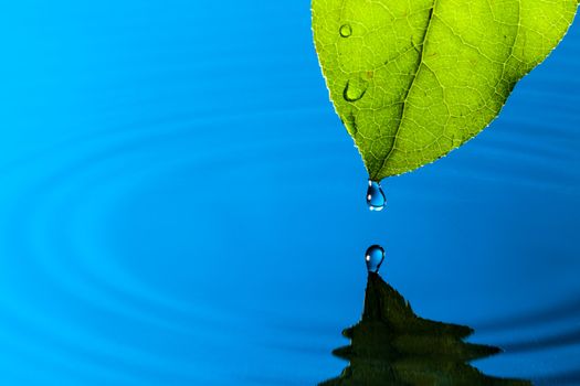 Green Leaf and Water Drop with Reflection