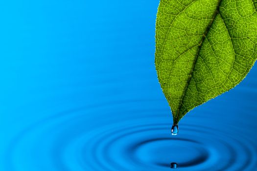 Green Leaf and Water Drop with Reflection