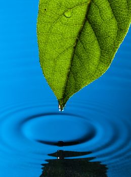 Green Leaf and Water Drop with Reflection