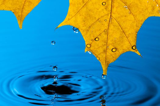 Yellow Leaf and Water Drop with Reflection