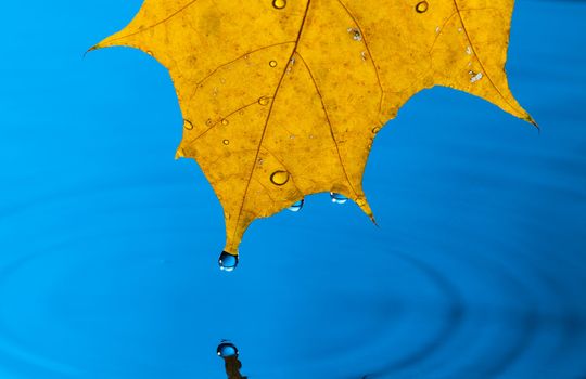 Yellow Leaf and Water Drop with Reflection
