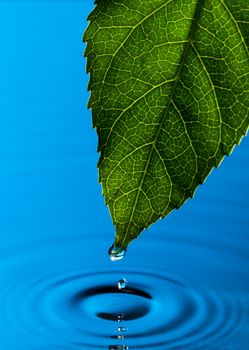 Green Leaf and Water Drop with Reflection