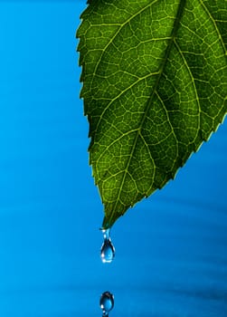 Green Leaf and Water Drop with Reflection