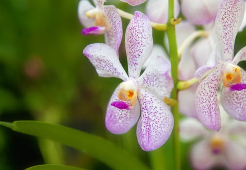 beautiful orchid flowers in the garden