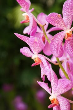 beautiful pink orchid flowers in the garden