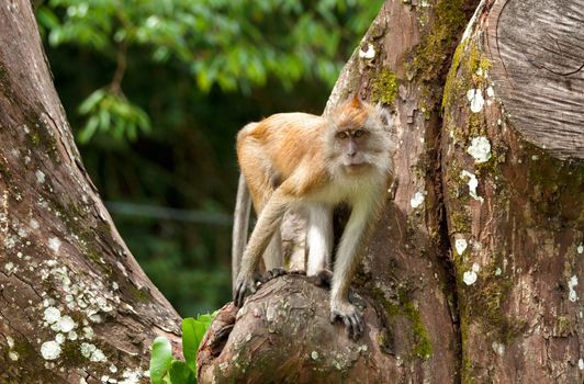 macaque monkey in the botannical gardens of penang