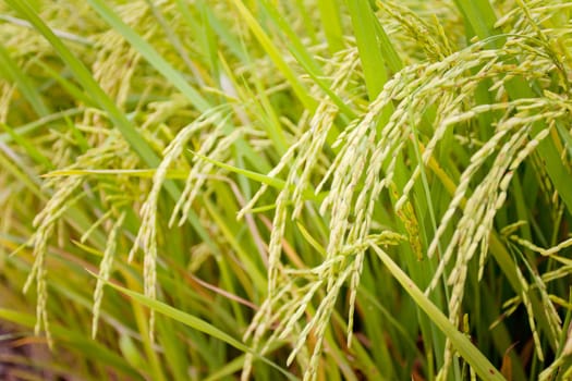 Golden paddy rice field ready for harvest