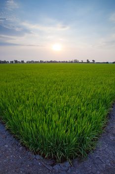 Rice sunset farm landscape sky beautiful field