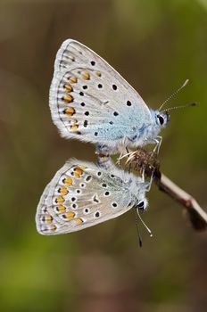 Detail (close-up) of the satyrid butterflies - meadow brown