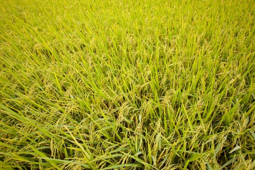 Golden paddy rice field ready for harvest