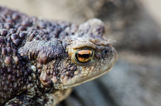 Earthen frog close up
