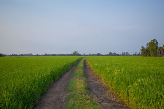 Rice sunset farm landscape sky beautiful field